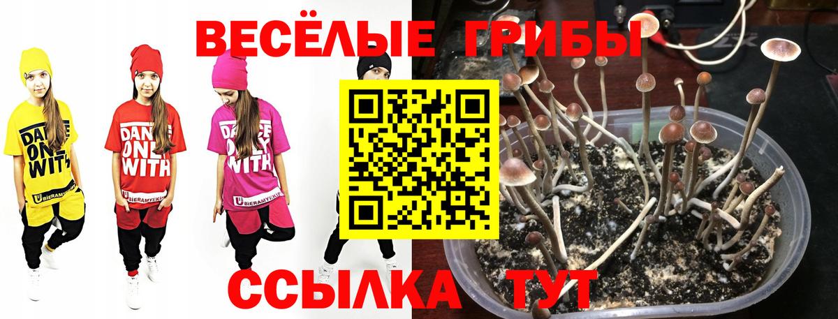 где найти   Вход с VPN  Строитель  Галлюциногенные грибы MAGIC MUSHROOMS 